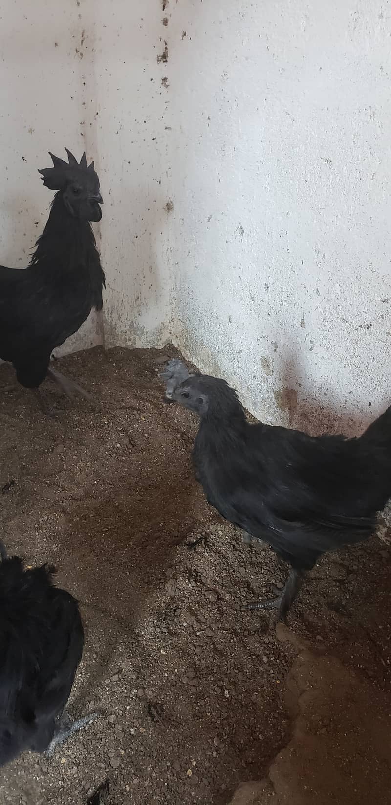 Ayam cemani black tongue pullets 3