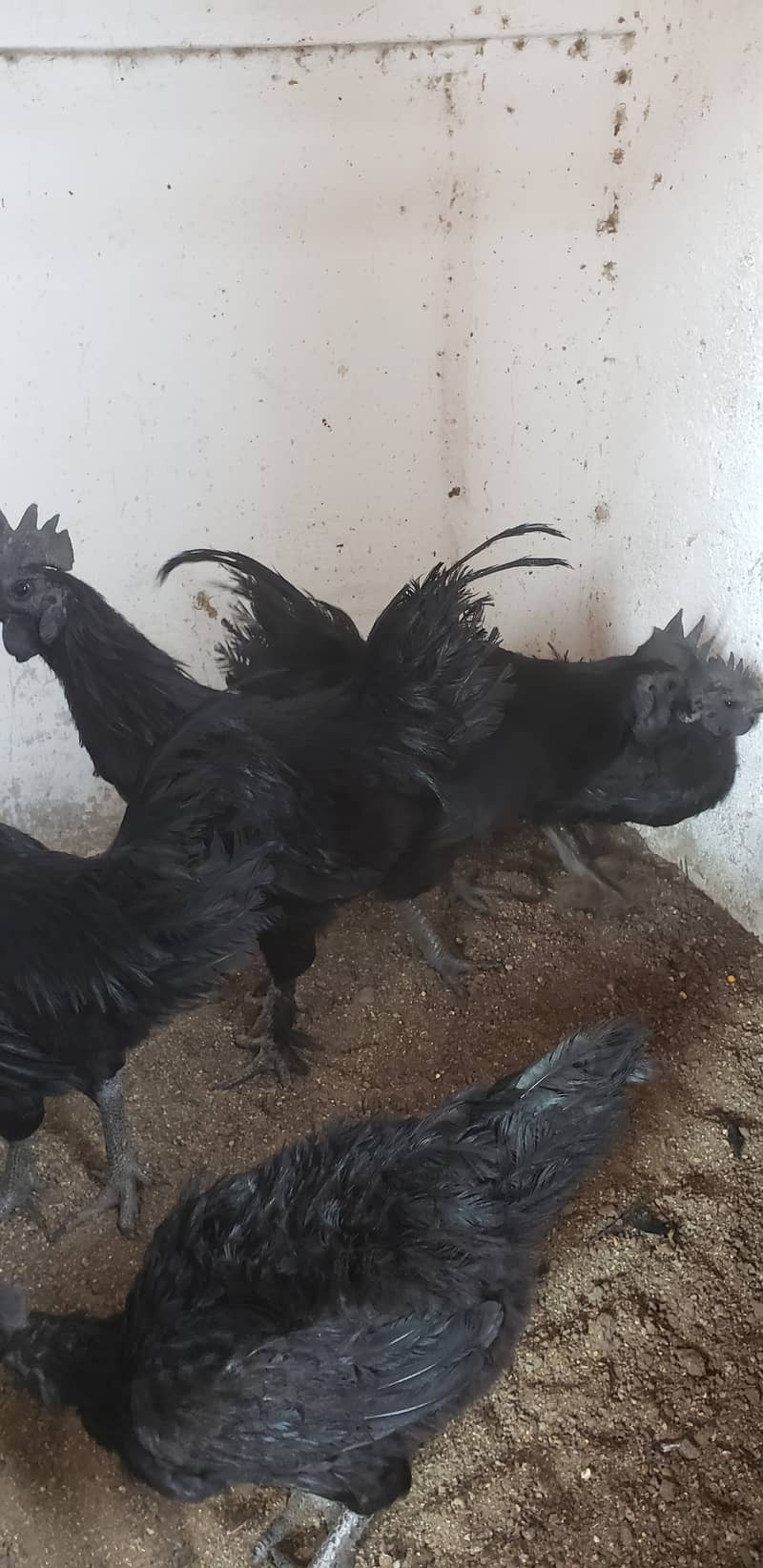 Ayam cemani black tongue pullets 4