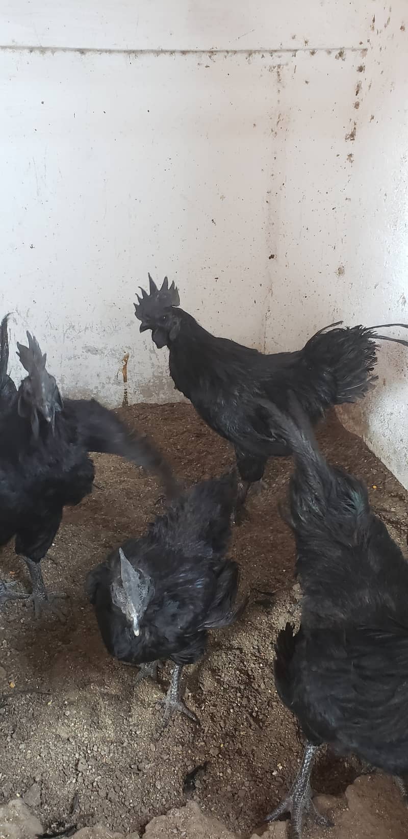 Ayam cemani black tongue pullets 5