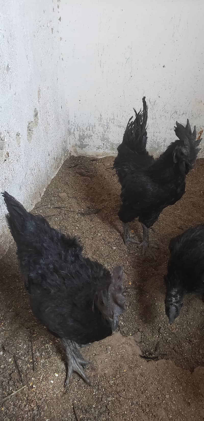 Ayam cemani black tongue pullets 6