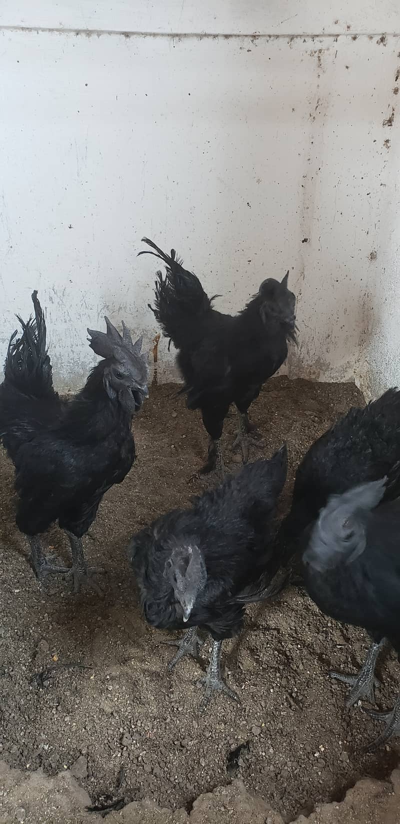 Ayam cemani black tongue pullets 7