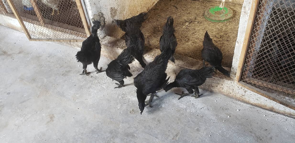 Ayam cemani black tongue pullets 8