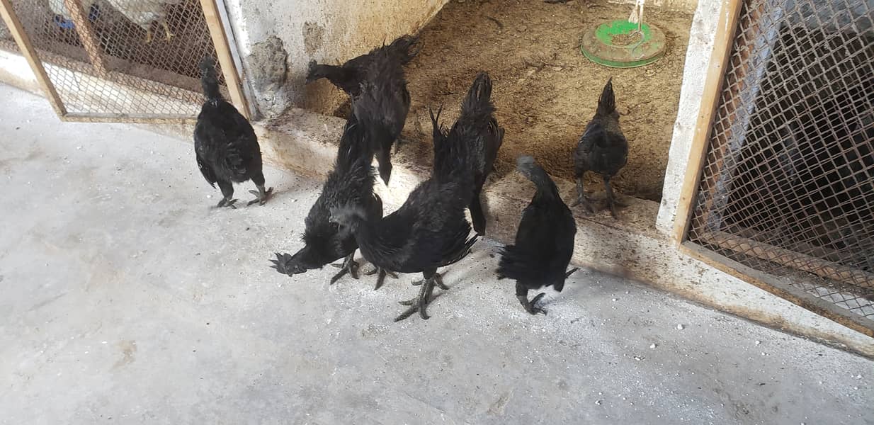 Ayam cemani black tongue pullets 9