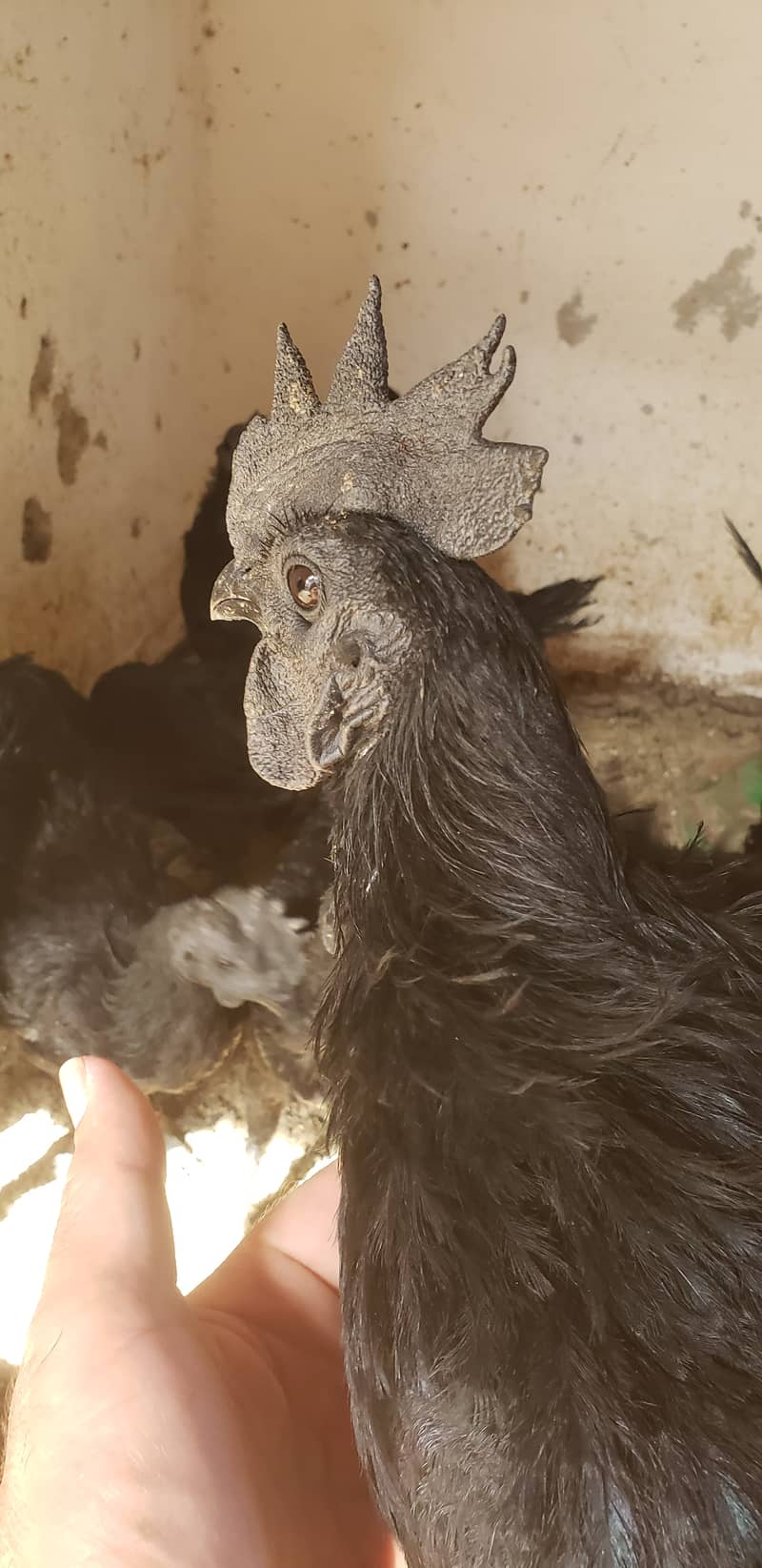 Ayam cemani black tongue pullets 10