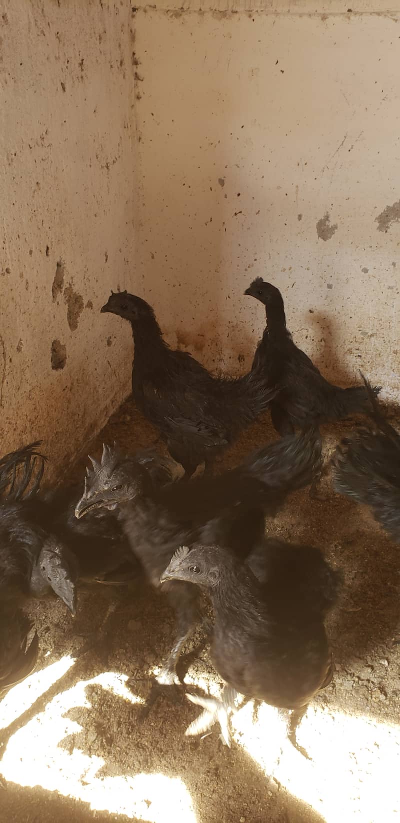 Ayam cemani black tongue pullets 11