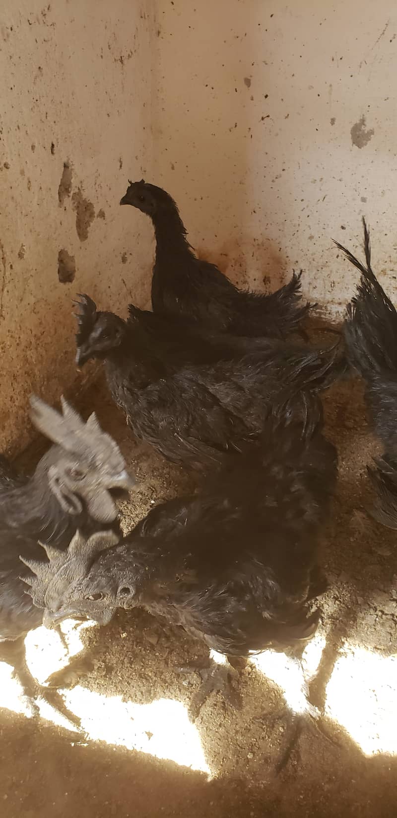 Ayam cemani black tongue pullets 12