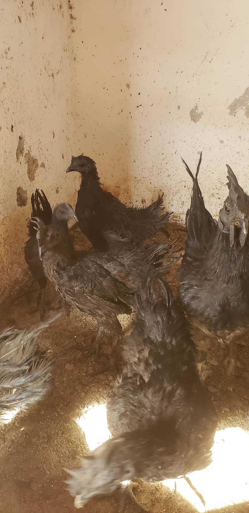 Ayam cemani black tongue pullets 13