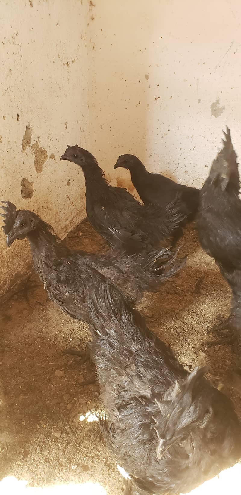 Ayam cemani black tongue pullets 14