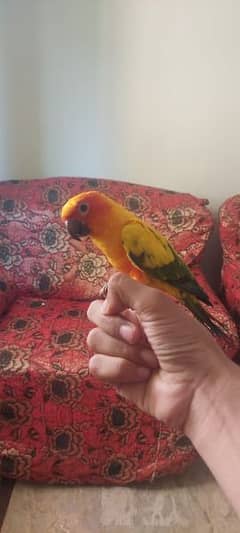 sun conure 0