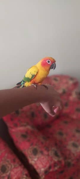 sun conure 1