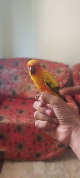 sun conure 2