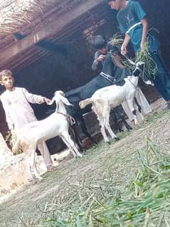 Bakri Sath 2 Bachy Sale 0