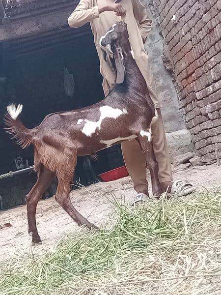 Bakri Sath 2 Bachy Sale 2