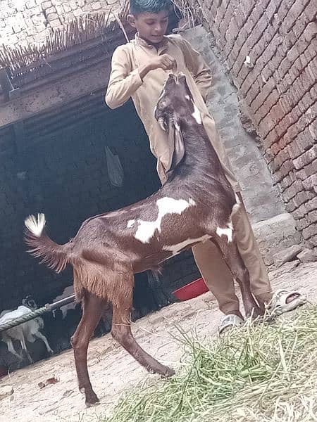 Bakri Sath 2 Bachy Sale 3