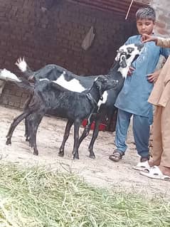 Bakri Sath 1 Bachy Sale