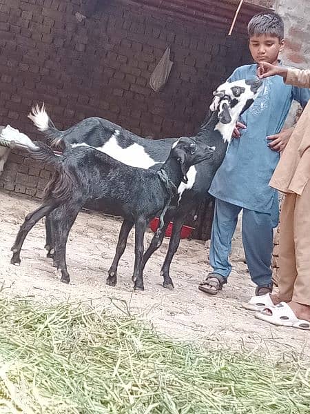 Bakri Sath 2 Bachy Sale 5