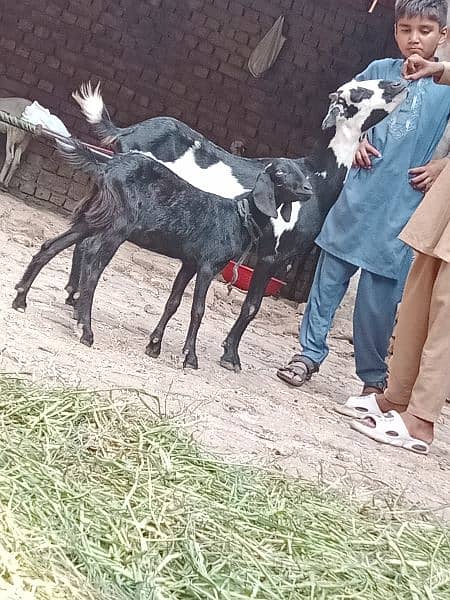 Bakri Sath 2 Bachy Sale 6