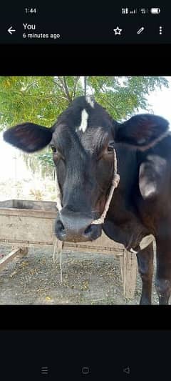 Cow for Sale at Talagang, Punjab