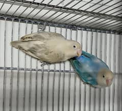 lovebirds breeder pair 0