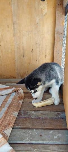 Siberian husky puppies available