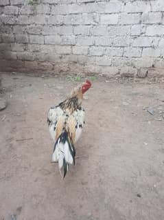 Aseel cheena murg for sale age 2 year