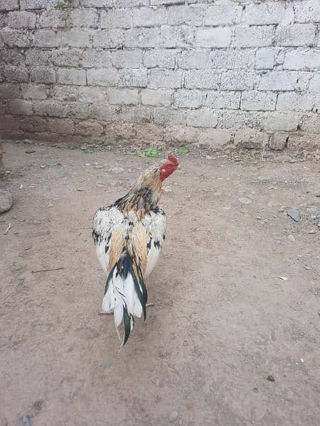 Aseel cheena murg for sale age 2 year 0