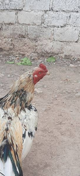 Aseel cheena murg for sale age 2 year 1