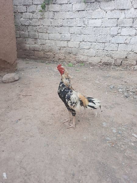 Aseel cheena murg for sale age 2 year 2