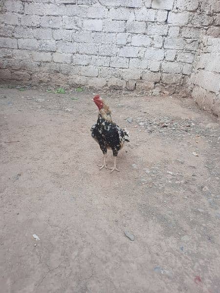 Aseel cheena murg for sale age 2 year 3