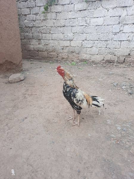 Aseel cheena murg for sale age 2 year 4