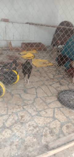 Aseel hens for sale