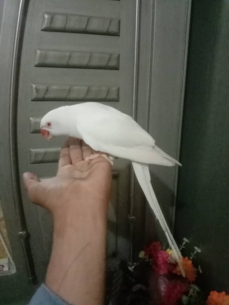 White Ringneck Urgent Sale 0