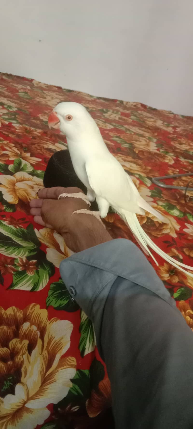 White Ringneck Urgent Sale 2