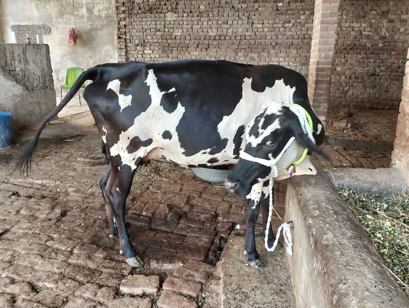 cow ferzion03075393493 1