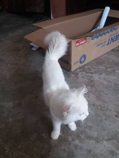 male cat for sale