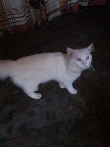 male cat for sale 1