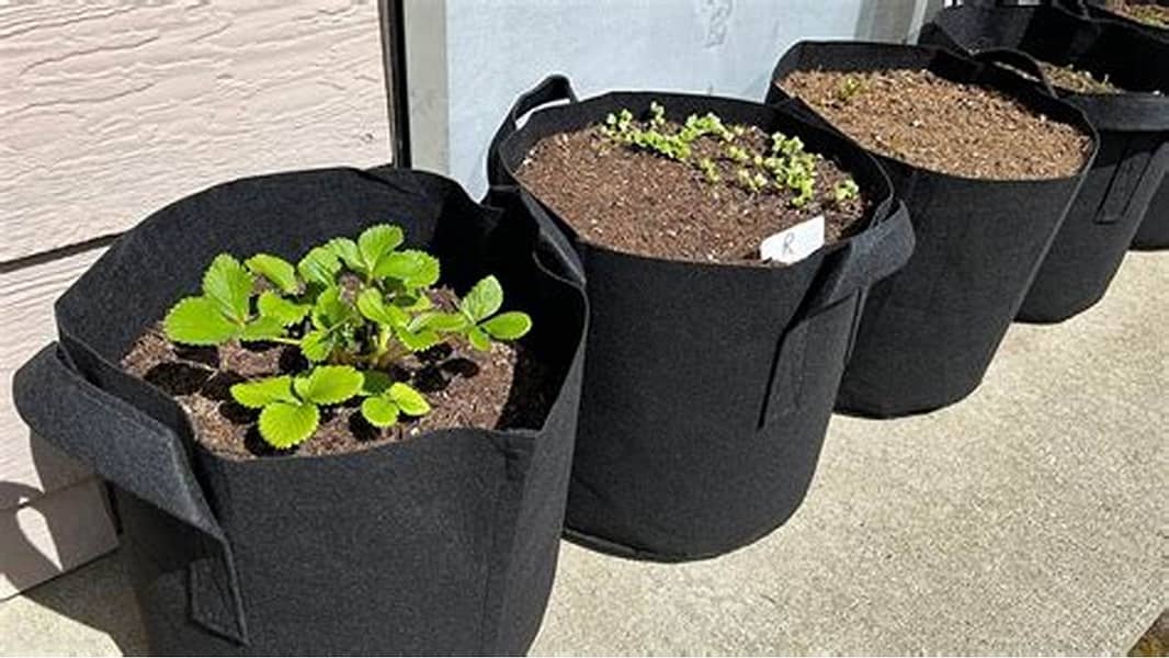 GARDEN GROW BAG - BAG - GROW BAG 0