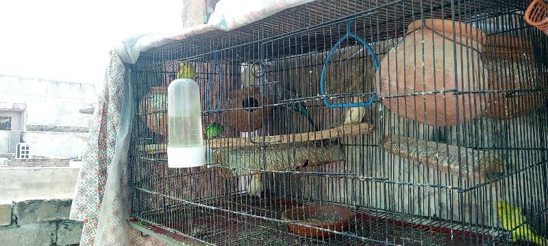 10 budgies and 2 babies with cage 0