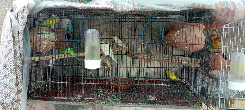 10 budgies and 2 babies with cage 1