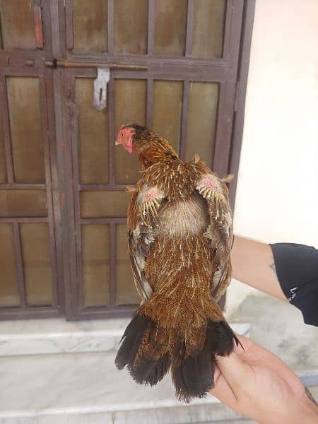 egg laying hen 1