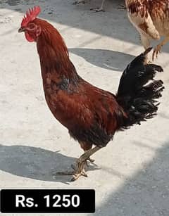 2 x Male Hen