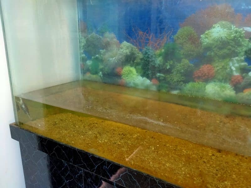 aquarium for sale 4