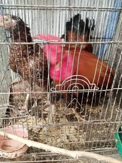 HENS Pair for Sale