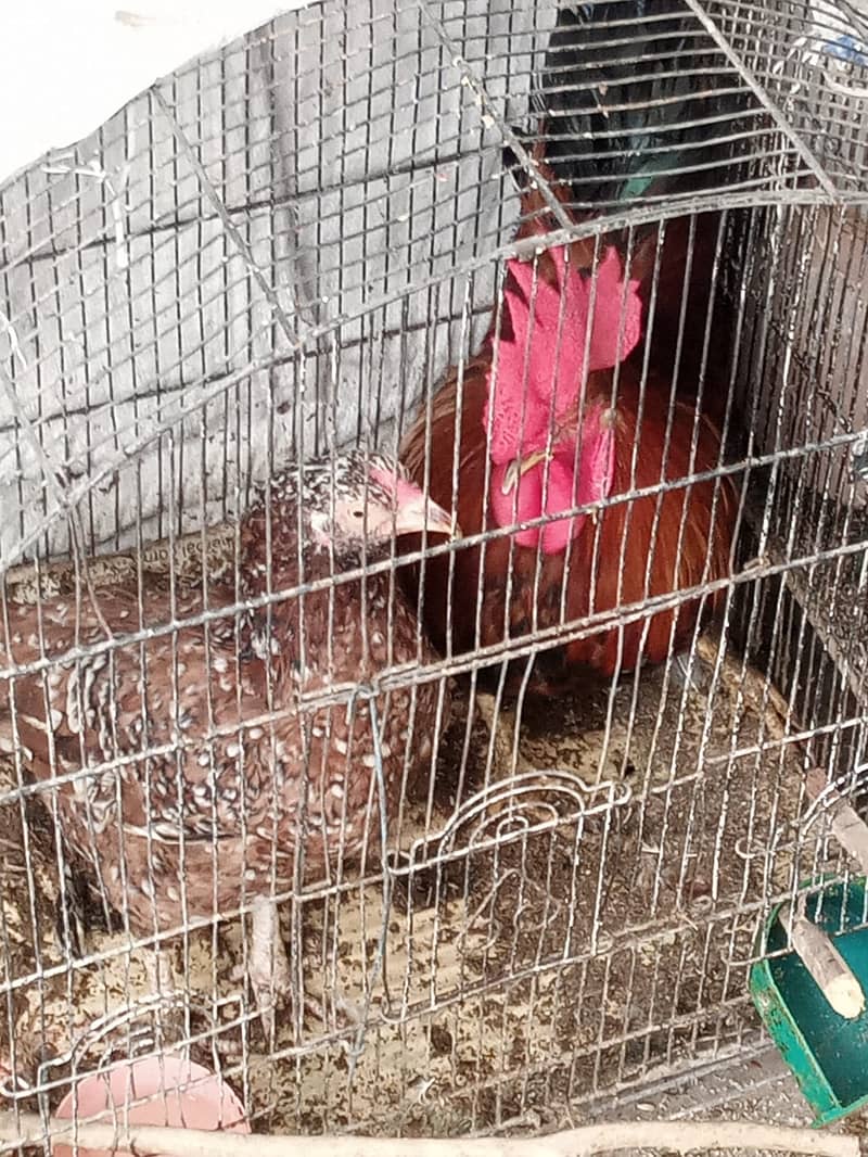 HENS Pair for Sale 1