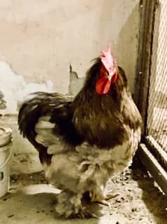 BEAUTIFUL FULL GROWN COCHIN HENS PAIR 0