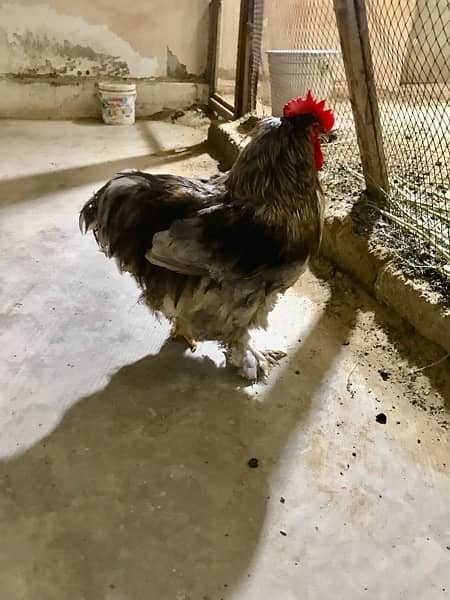 BEAUTIFUL FULL GROWN COCHIN HENS PAIR 1