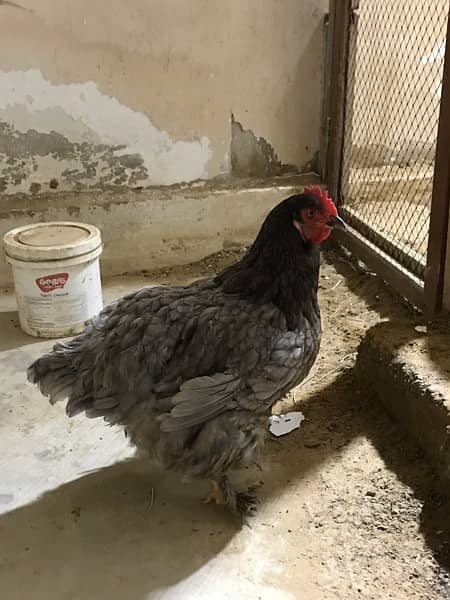 BEAUTIFUL FULL GROWN COCHIN HENS PAIR 2