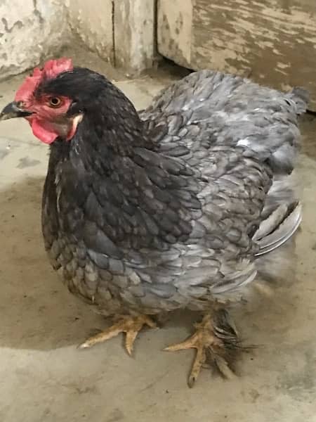 BEAUTIFUL FULL GROWN COCHIN HENS PAIR 3