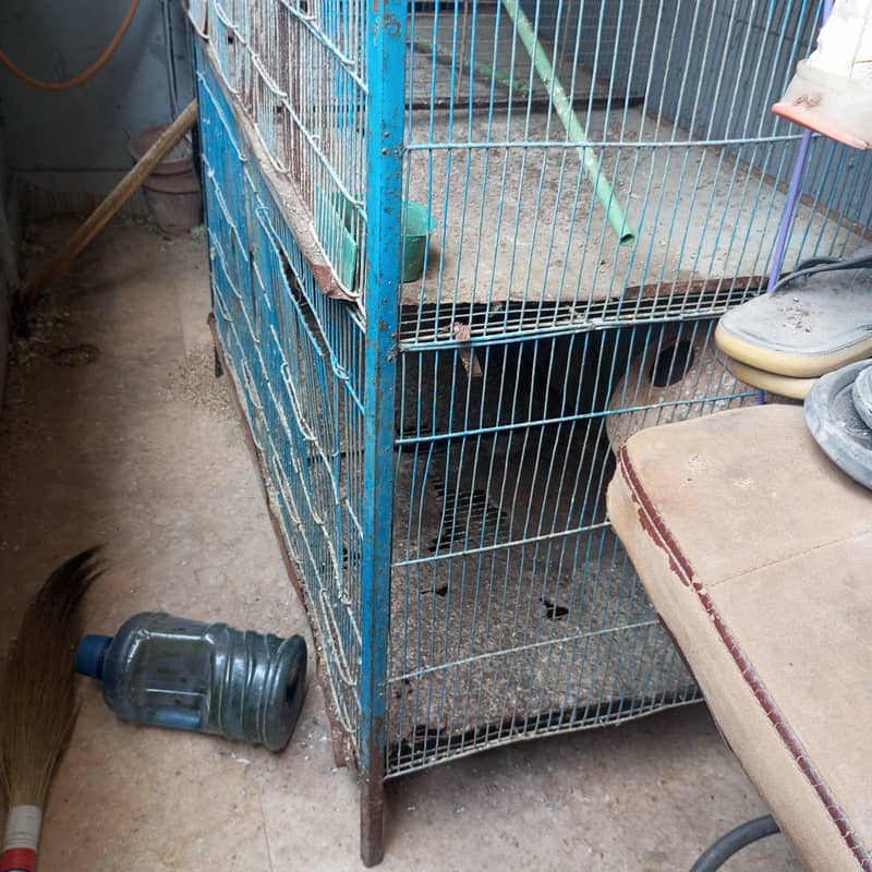 Parrot cage for sale 2