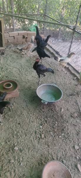 Aseel hens for sale 1